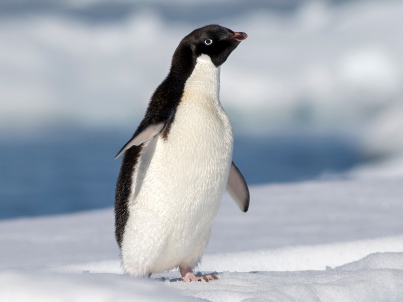 Adelie Penguin