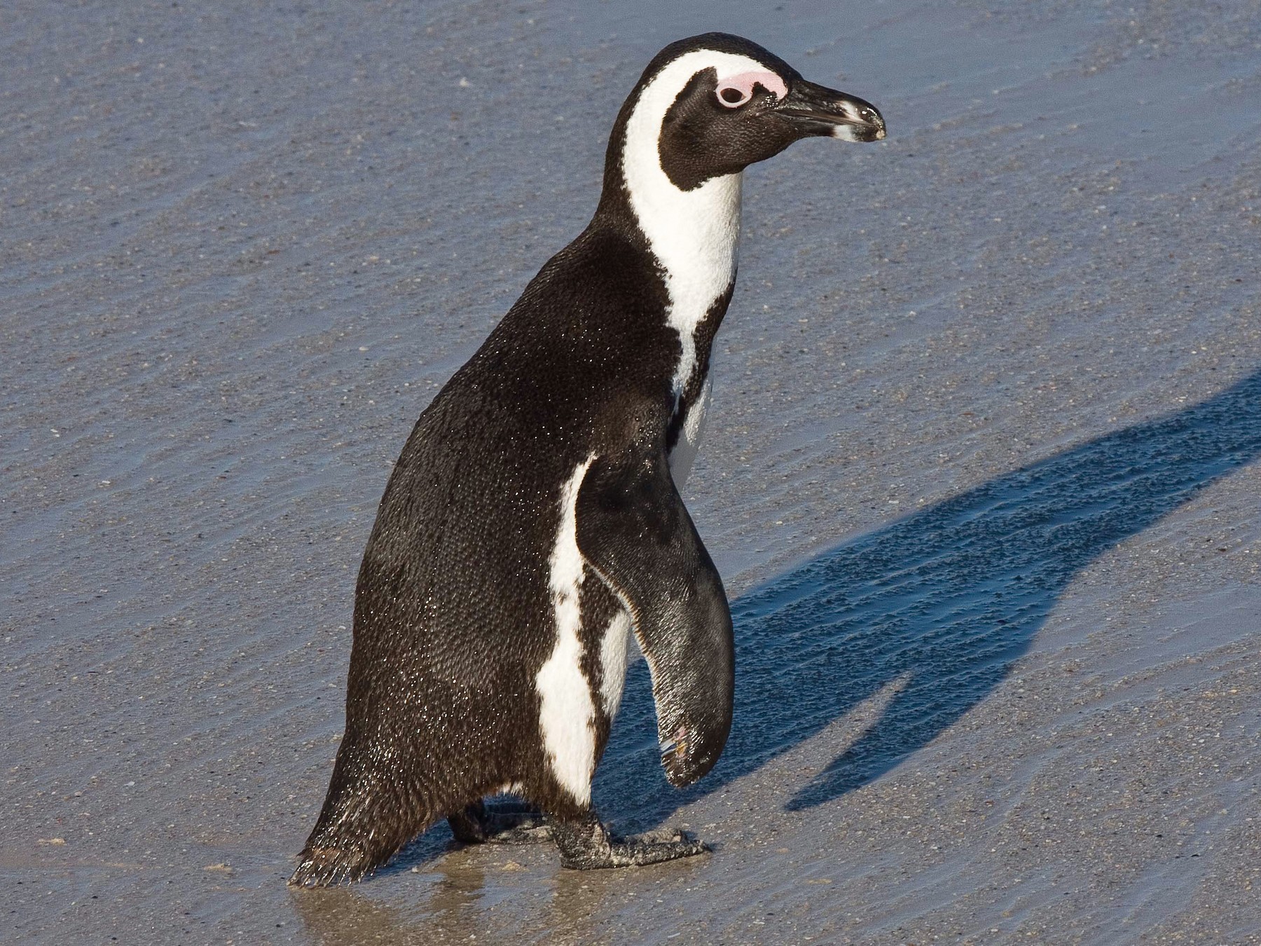 African Penguin