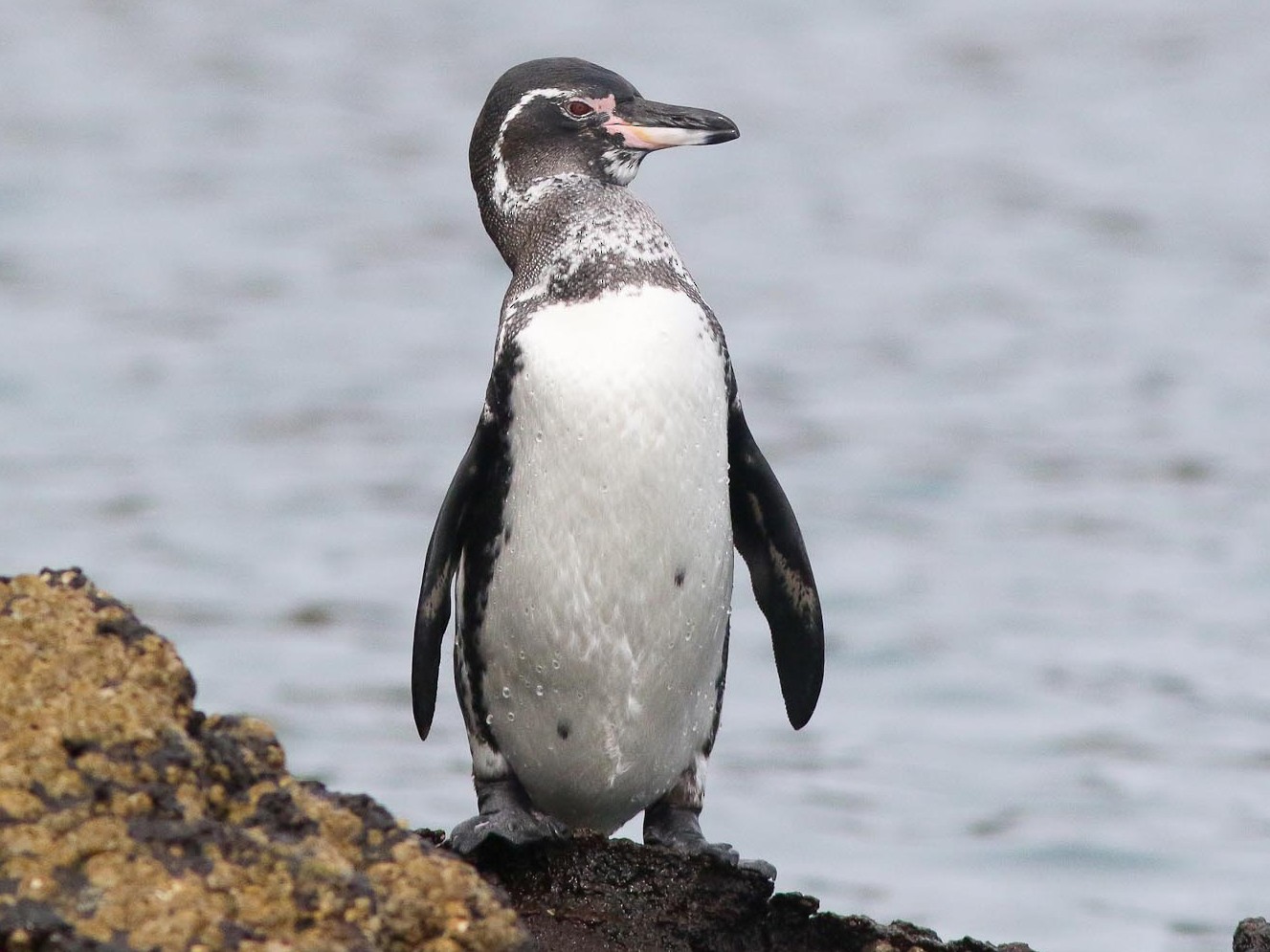 Galapagos Penguin