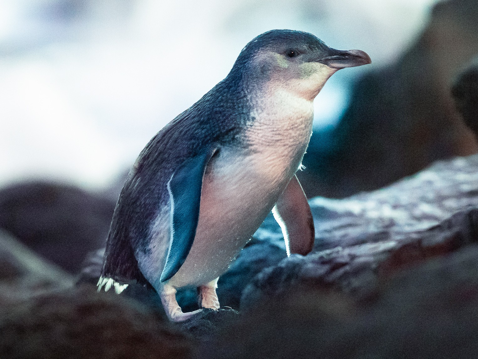 Little Blue Penguin